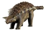Imagen de Juego Paleontología Dinosaurios Realidad Aumentada Niños 6a+ - ankylosaurus